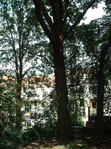 Chêne pédonculé – Saint-Gilles, Avenue des Villas, 59 –  19 Août 2002
