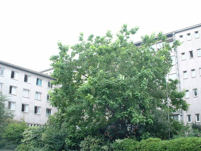 Catalpa commun – Saint-Gilles, Rue Arthur Diderich, 32 –  20 Août 2002