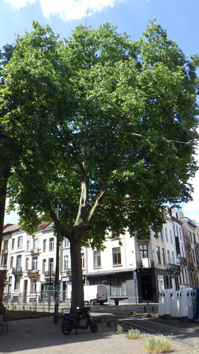 Gewone plataan – Elsene, Drievuldigheidsvoorplein –  19 Mei 2025