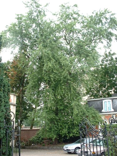 Acer saccharinum var. laciniatum – Woluwé-Saint-Pierre, Avenue Roger Vandendriessche, 75 –  23 Août 2002