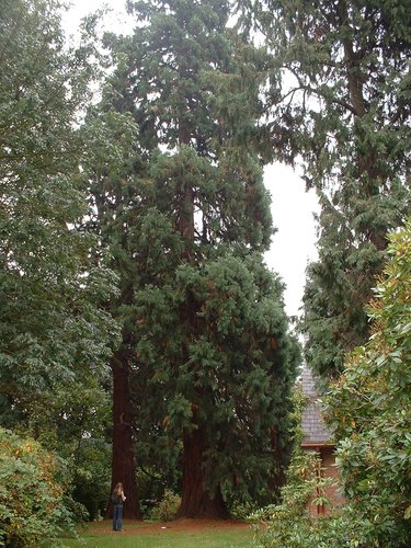 Mammoetboom – St.- Pieters - Woluwe, Roger Vandendriesschelaan, 20 –  08 Oktober 2002