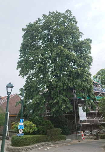 Treurzilverlinde &ndash; St.- Pieters - Woluwe, Kleine Kerkstraat, 2 &ndash;  30 Juli 2026