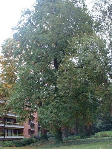 Chêne pédonculé – Woluwé-Saint-Pierre, Rue au Bois, 382 –  02 Octobre 2002