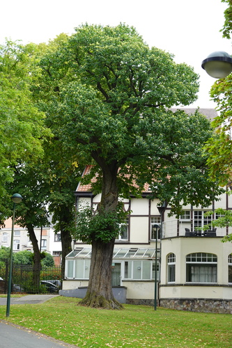 Tamme kastanje – St.- Agatha - Berchem, Pirsoulpark, parc –  09 September 2025