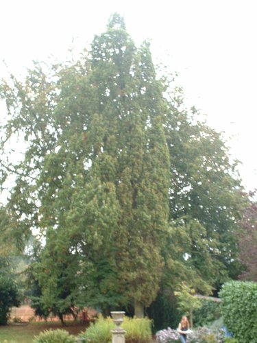 Chêne pédonculé fastigié – Woluwé-Saint-Pierre, Avenue Roger Vandendriessche, 30 –  08 Octobre 2002