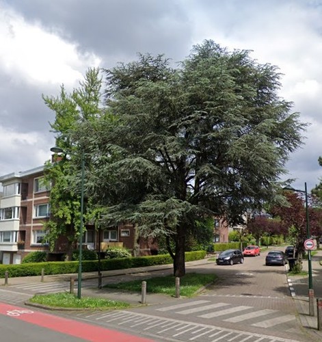 Blauwe ceder &ndash; St.- Pieters - Woluwe, Lommerberg &ndash;  08 Oktober 2002