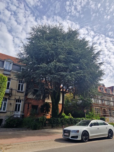 Blauwe ceder &ndash; St.- Pieters - Woluwe, Edmond Parmentierlaan, 54 &ndash;  07 Juli 2026