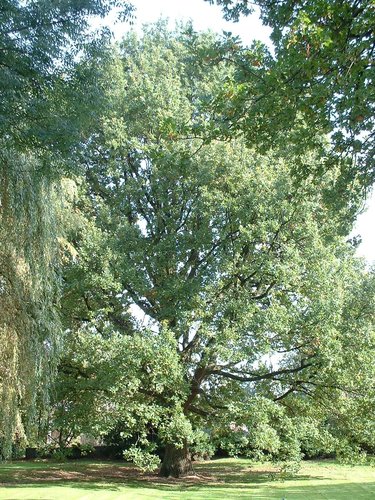 Chêne pédonculé – Woluwé-Saint-Pierre, Rue Konkel, 37 –  10 Octobre 2002