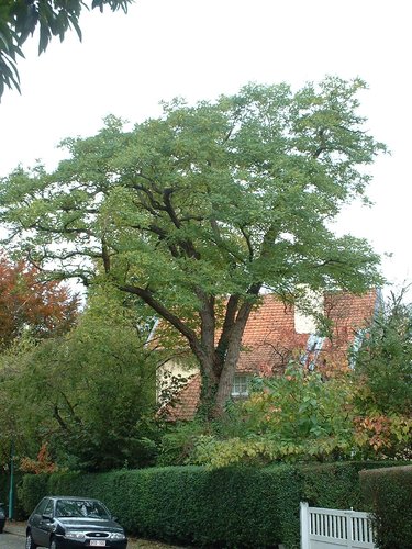 Gewone acacia – St.- Pieters - Woluwe, Wielrijderslaan, 20 –  18 Oktober 2002