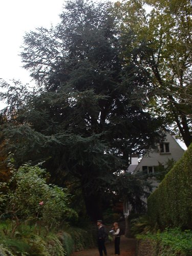 Cèdre bleu de l'Atlas – Woluwé-Saint-Pierre, Avenue de l'Escrime, 49 –  18 Octobre 2002