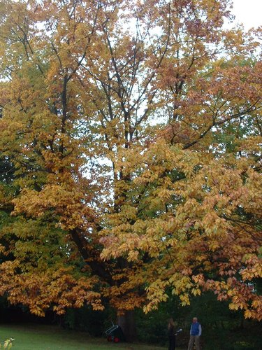 Chêne rouge d'Amérique – Woluwé-Saint-Pierre, Avenue des Cyclistes, 49 –  17 Octobre 2002