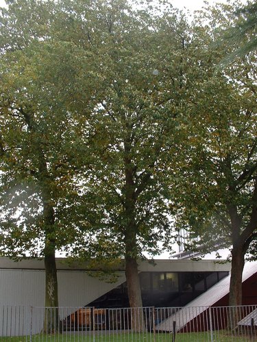Platane à feuille d'érable – Woluwé-Saint-Pierre, Avenue Salomé, 2 –  22 Octobre 2002