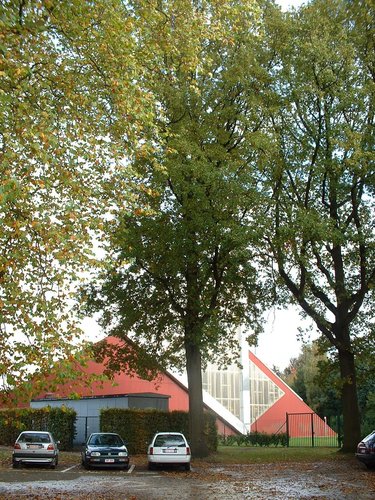 Chêne pédonculé – Woluwé-Saint-Pierre, Avenue Salomé, 2 –  22 Octobre 2002