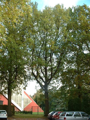 Chêne pédonculé – Woluwé-Saint-Pierre, Avenue Salomé, 2 –  22 Octobre 2002