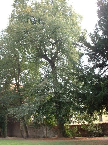 Tilleul à larges feuilles – Berchem-Sainte-Agathe, Parc Saint-Moulin, Rue des Soldats –  21 Août 2003