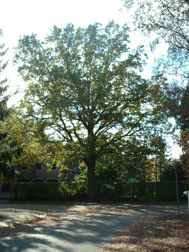 Chêne pédonculé – Woluwé-Saint-Pierre, Route Gouvernementale –  24 Octobre 2002