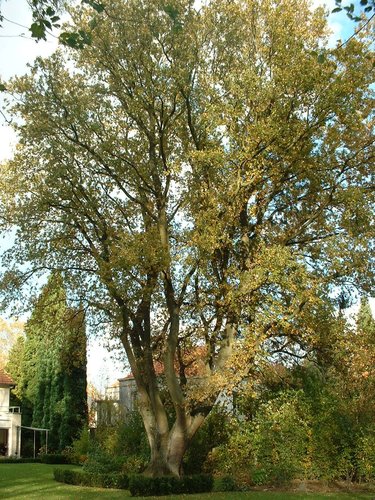 Chêne pédonculé – Woluwé-Saint-Pierre, Avenue Prince Baudouin, 19 –  28 Octobre 2002
