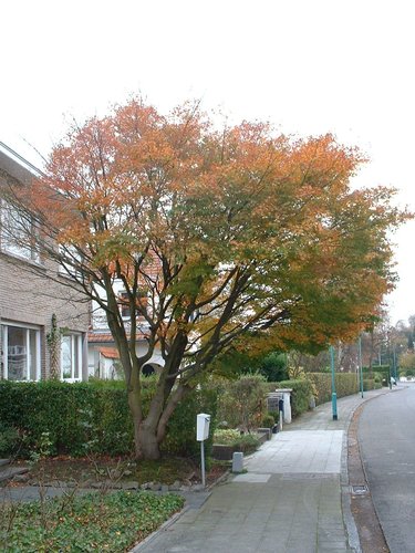 Erable palmé – Woluwé-Saint-Pierre, Avenue de la Faisanderie, 22 –  29 Octobre 2002