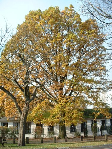Chêne pédonculé – Woluwé-Saint-Pierre, Avenue Salomé –  04 Novembre 2002