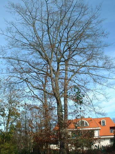 Chêne rouge d'Amérique – Woluwé-Saint-Pierre, Avenue du Putdael, 4 –  06 Novembre 2002