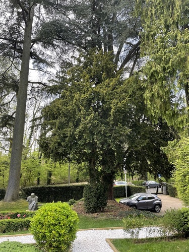 Venijnboom – Brussel, Tuin van het hotel Empain, Franklin Rooseveltlaan, 67 –  14 April 2025
