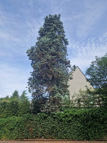 Cyprès de l'Arizona<br>Woluwé-Saint-Pierre Avenue des Fleurs, 28