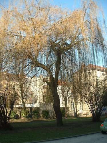 Saule pleureur – Bruxelles, Jardins de l'Hospice Pachéco, parc privé –  21 Février 2003