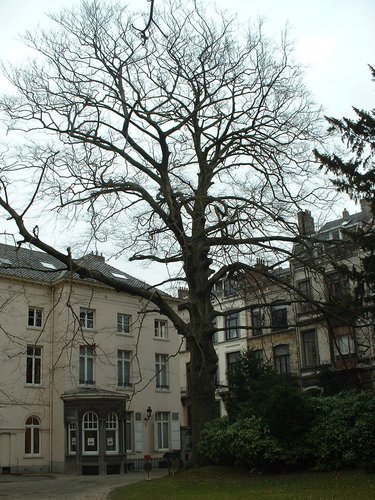 Hêtre pourpre – Ixelles, Parc Solvay, Rue des Champs Elysées, 43 –  04 Mars 2003