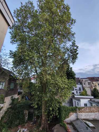 Platane à feuille d'érable &ndash; Schaerbeek, Rue Rubens, 47 &ndash;  31 Août 2026