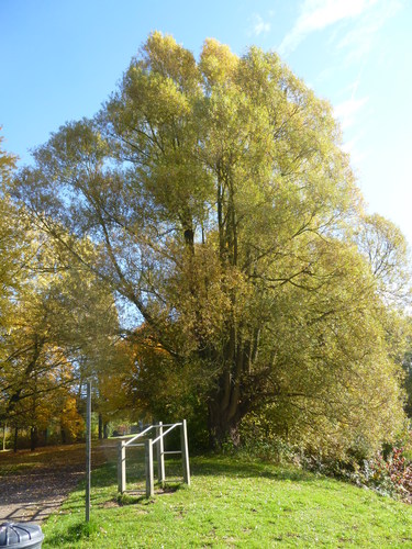 Saule blanc – Anderlecht, Parc de la Pede, parc –  27 Octobre 2015