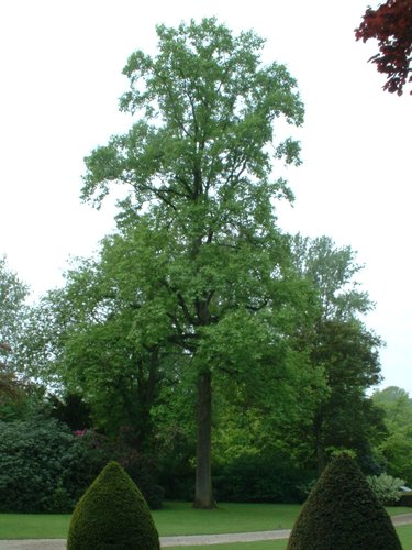 Tulpenboom – St.- Pieters - Woluwe, Tervurenlaan, 361 –  06 Mei 2003