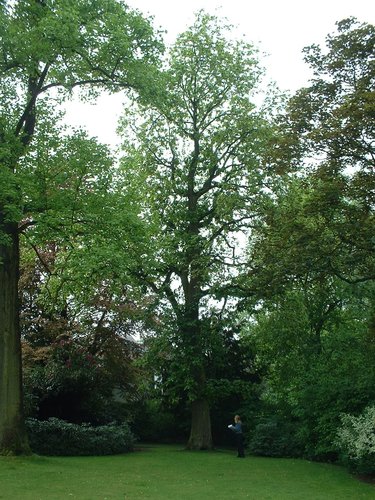 Chêne de Hongrie<br>Woluwé-Saint-Pierre Avenue de Tervueren, 361