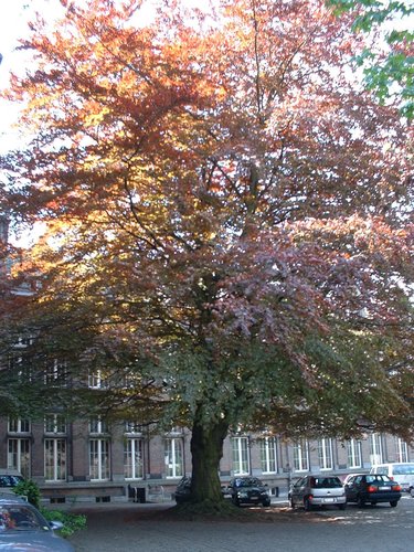 Rode beuk – Etterbeek, Park van het Sint-Michielskollege, Sint-Michielslaan, 24 –  07 Mei 2003