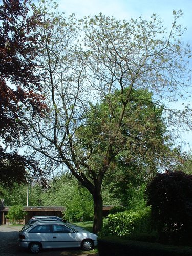 Catalpa rougeâtre – Etterbeek, Parc du collège Saint-Michel, Boulevard Saint-Michel, 24 –  07 Mai 2003