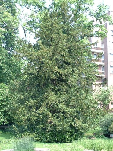 Venijnboom – Etterbeek, Bosmanpark, Gérardstraat –  08 Mei 2003