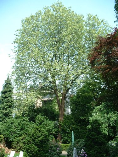 Platane à feuille d'érable – Etterbeek, Avenue de l'Yser, 21-22 –  08 Mai 2003