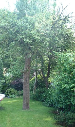Poirier cultivé – Forest, Avenue Van Volxem, 179 –  13 Mai 2003