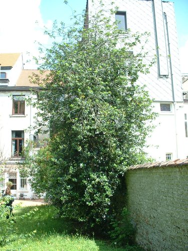 Houx de Haute-Claire – Etterbeek, Avenue d'Auderghem, 87 –  26 Mai 2003