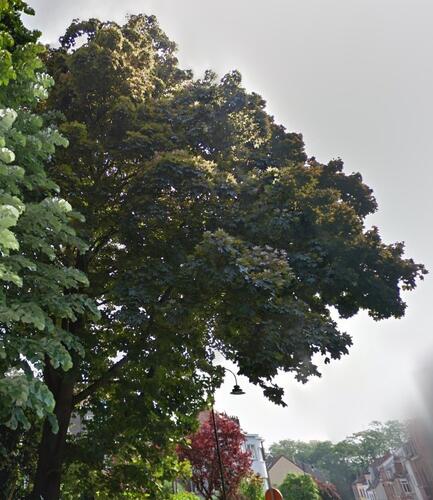 Acer platanoides f. schwedleri &ndash; Oudergem, Henri de Brouckèrelaan, 48 &ndash;  10 Juni 2003