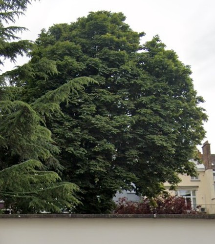Marronnier commun &ndash; Bruxelles, Rue Jacques Jordaens, 19 &ndash;  11 Juin 2003