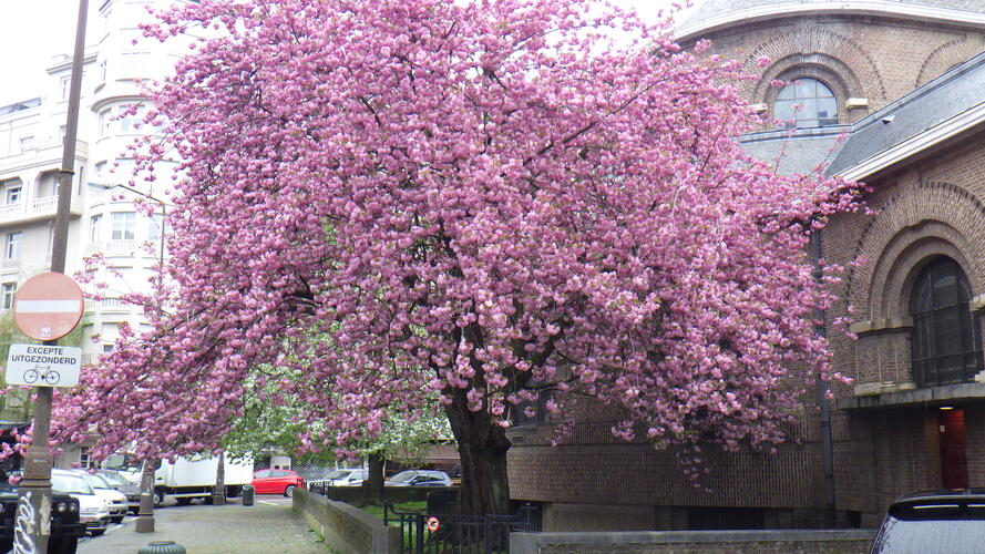 Cerisier du Japon – Ixelles, Place Georges Brugmann –  05 Avril 2024