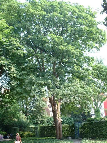 Gewone esdoorn – Elsene, Abbé Froidurepark, Franz Merjaystraat –  18 Juni 2003