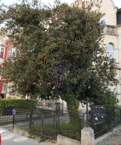 houx – Ixelles, Rue de la Vallée, 46 –  10 Septembre 2019