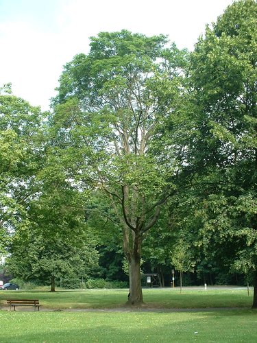 Acer platanoides f. crispum – Watermael-Boitsfort, Square des Archiducs –  09 Juillet 2003