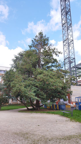 Chamaecyparis pisifera 'Plumosa' &ndash; Brussel, Université Libre de Bruxelles - Solbosch, square Groupe G &ndash;  16 September 2026