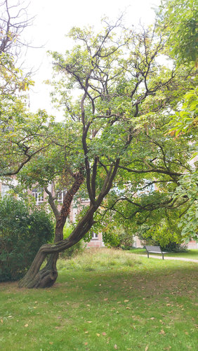 Laburnum x watereri &ndash; Brussel, Université Libre de Bruxelles - Solbosch, square Groupe G &ndash;  16 September 2026