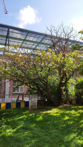 Laburnum x watereri &ndash; Brussel, Université Libre de Bruxelles - Solbosch, square Groupe G &ndash;  16 September 2026
