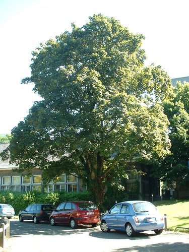 Acer platanoides f. schwedleri – Brussel, Université Libre de Bruxelles - Solbosch, Franklin Rooseveltlaan, 48 –  15 Juli 2003