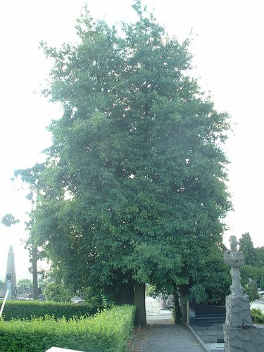 Italiaanse Hartbladige els – Elsene, Begraafplaats van Elsene, Hogeschoollaan –  31 Juli 2003