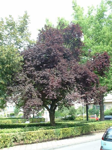 Prunus cerasifera f. atropurpurea – Ixelles, Place Marie-José –  31 Juillet 2003